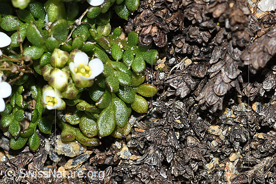 Foto: Kurzstängelige Gämskresse (Pritzelago alpina ssp. brevicaulis). Blätter.
