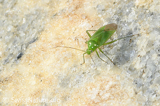 Foto: Wahrscheinlich Lygocoris pabulinus (Weichwanze). Ansicht von seitlich vorne oben.