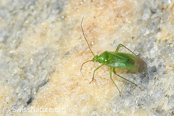 Lygocoris pabulinus (Weichwanze)