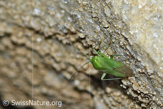 Foto: Wahrscheinlich Lygocoris pabulinus (Weichwanze). Ansicht von seitlich hinten oben.