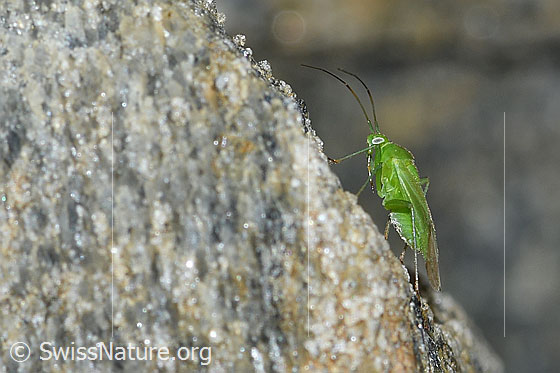 Foto: Wahrscheinlich Lygocoris pabulinus (Weichwanze). Ansicht von seitlich unten.