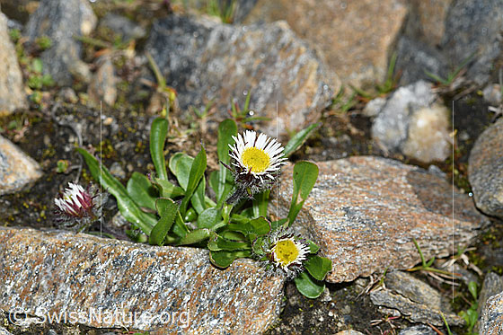 Foto: Einköpfiges Berufkraut (Erigeron uniflorus). Ganze Pflanze (Habitus). Höhe = 3cm.