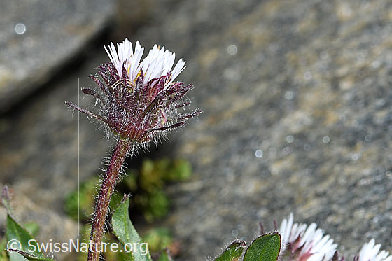 Foto: Einköpfiges Berufkraut (Erigeron uniflorus). Blüte und Stängel. Höhe der Pflanze = 4.5cm.  Ansicht von der Seite.