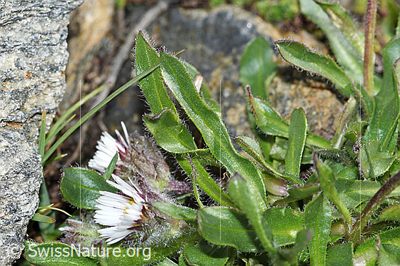 Foto: Einköpfiges Berufkraut (Erigeron uniflorus). Blüten und Blätter.