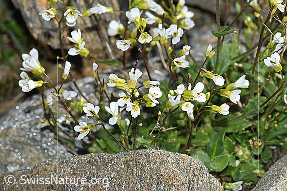 Foto: Alpen-Gänsekresse (Arabis alpina). Blüten und Blätter.