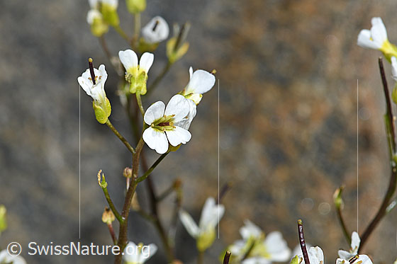 Foto: Alpen-Gänsekresse (Arabis alpina). Blütenstand.