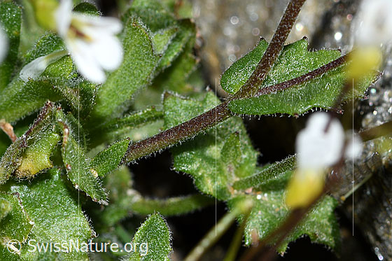 Foto: Alpen-Gänsekresse (Arabis alpina). Stängel und Blätter.