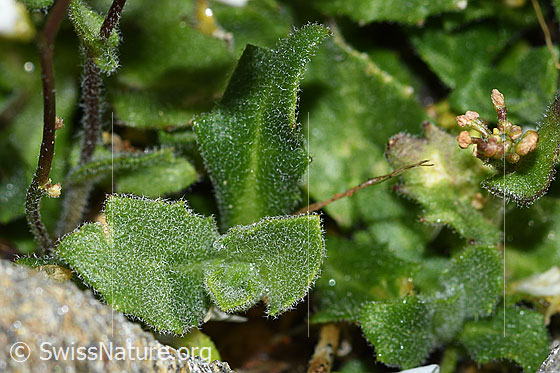 Foto: Alpen-Gänsekresse (Arabis alpina). Blätter.