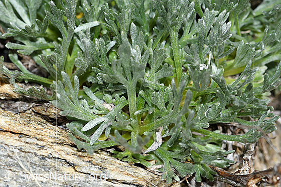 Foto: Ährige Edelraute (Artemisia genipi). Grundblätter.