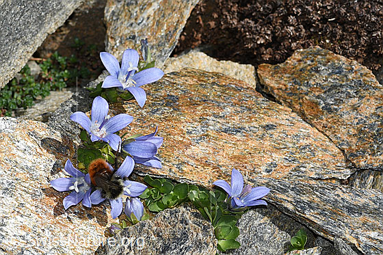 Foto: Berglandhummel (Bombus monticola) an Mont Cenis-Glockenblume (Campanula cenisia). Länge 9 - 16mm. Ansicht von oben.