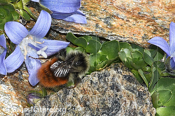 Foto: Berglandhummel (Bombus monticola) an Mont Cenis-Glockenblume (Campanula cenisia). Länge 9 - 16mm. Ansicht von oben.