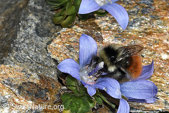 Foto: Berglandhummel (Bombus monticola) an Mont Cenis-Glockenblume (Campanula cenisia). Länge 9 - 16mm. Ansicht von seitlich oben.