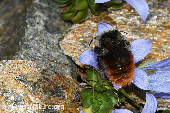 Foto: Berglandhummel (Bombus monticola) an Mont Cenis-Glockenblume (Campanula cenisia). Länge 9 - 16mm. Ansicht von hinten oben.
