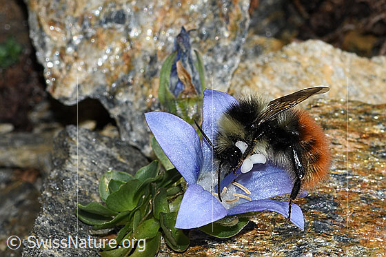 Foto: Berglandhummel (Bombus monticola) an Mont Cenis-Glockenblume (Campanula cenisia). Länge 9 - 16mm. Ansicht von der Seite.