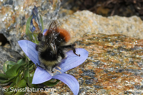 Foto: Berglandhummel (Bombus monticola) an Mont Cenis-Glockenblume (Campanula cenisia). Länge 9 - 16mm. Ansicht von oben.