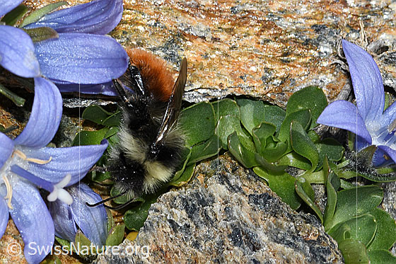 Foto: Berglandhummel (Bombus monticola) an Mont Cenis-Glockenblume (Campanula cenisia). Länge 9 - 16mm. Ansicht von der Seite.