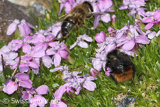 Foto: Berglandhummel (Bombus monticola) auf Kalk-Polsternelke (Silene acaulis). Länge 9 - 16mm. Ansicht von hinten oben.