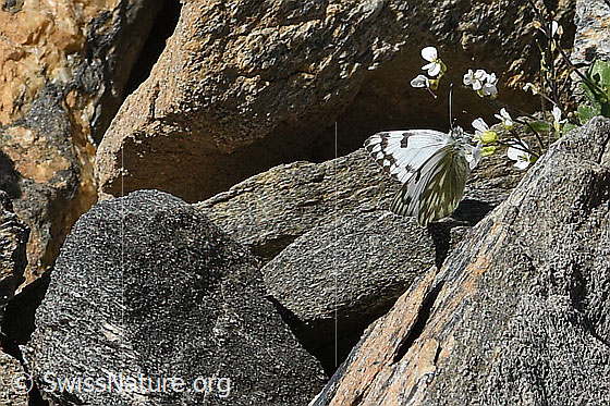 Foto: Alpenweissling (Pontia callidice) auf Alpen-Gänsekresse (Arabis alpina). Flügel halb geöffnet. Ansicht von der Seite.