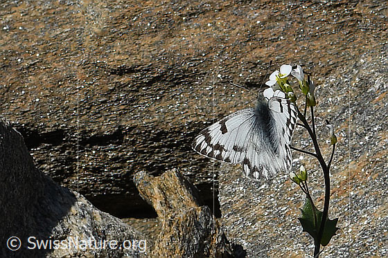 Foto: Alpenweissling (Pontia callidice) auf Alpen-Gänsekresse (Arabis alpina). Flügel geöffnet. Ansicht von schräg oben.