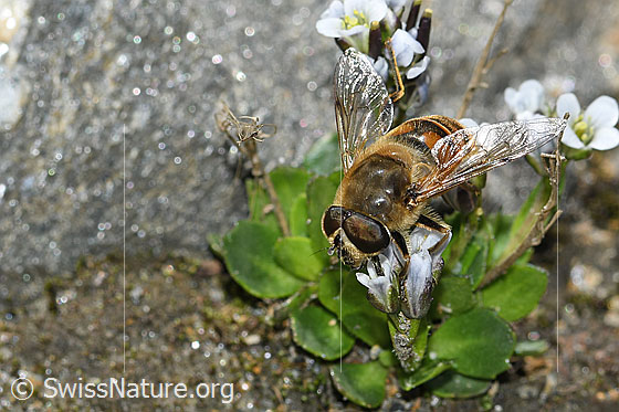 Foto: Mistbiene (Eristalis tenax) auf Bläuliche Gänsekresse (Arabis caerulea). Ansicht von seitlich vorne oben.