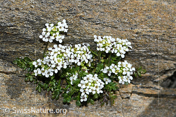 Foto: Kurzstängelige Gämskresse (Pritzelago alpina ssp. brevicaulis). Ganze Pflanze (Habitus). Höhe = 2cm.