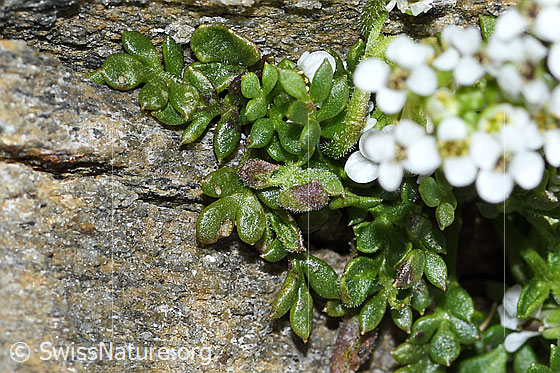 Foto: Kurzstängelige Gämskresse (Pritzelago alpina ssp. brevicaulis). Blätter.