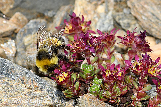 Foto: Hellgelbe Erdhummel (Bombus lucorum) auf Zweiblütigem Steinbrech (Saxifraga biflora). Länge 14 - 16mm. Männchen. Ansicht von seitlich vorne.