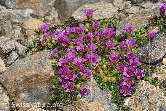 Foto: Gegenblättriger Steinbrech (Saxifraga oppositifolia). Ganze Pflanze (Habitus). Höhe = 1.4cm.