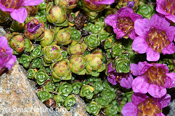 Foto: Gegenblättriger Steinbrech (Saxifraga oppositifolia). Blüten, Knospen und Sprose.