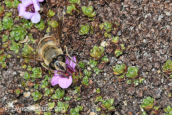 Foto: Mistbiene (Eristalis tenax) auf Gegenblättrigem Steinbrech (Saxifraga oppositifolia). Ansicht von vorne.
