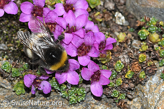 Foto: Heide-Erdhummel (Bombus cryptarum) auf Gegenblättrigem Steinbrech (Saxifraga oppositifolia). Länge 9 - 16mm. Ansicht von oben.