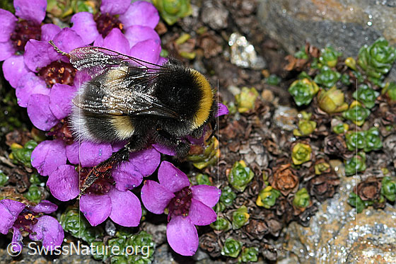Foto: Heide-Erdhummel (Bombus cryptarum) auf Gegenblättrigem Steinbrech (Saxifraga oppositifolia). Länge 9 - 16mm. Ansicht von oben.