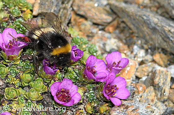 Foto: Heide-Erdhummel (Bombus cryptarum) auf Gegenblättrigem Steinbrech (Saxifraga oppositifolia). Länge 9 - 16mm. Ansicht von vorne oben.