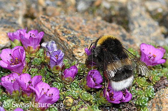 Foto: Heide-Erdhummel (Bombus cryptarum) auf Gegenblättrigem Steinbrech (Saxifraga oppositifolia). Länge 9 - 16mm. Ansicht von hinten oben.