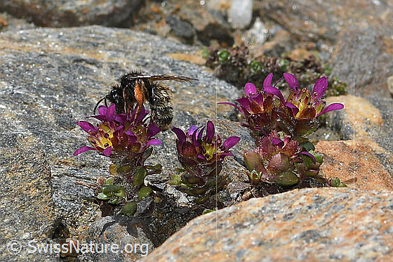 Foto: Alpenrosen-Lockensandbiene (Andrena rogenhoferi) an Zweiblütigem Steinbrech (Saxifraga biflora). Länge 12 - 14mm. Ansicht von seitlich hinten.