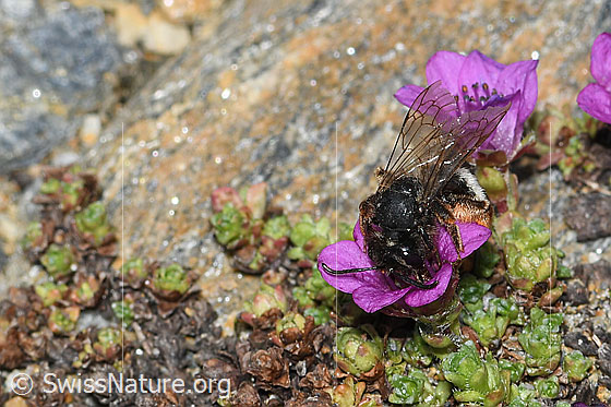 Foto: Alpenrosen-Lockensandbiene (Andrena rogenhoferi) auf Gegenblättrigem Steinbrech (Saxifraga oppositifolia). Länge 12 - 14mm. Ansicht von vorne oben.