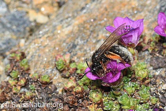 Foto: Alpenrosen-Lockensandbiene (Andrena rogenhoferi) auf Gegenblättrigem Steinbrech (Saxifraga oppositifolia). Länge 12 - 14mm. Ansicht von der Seite.