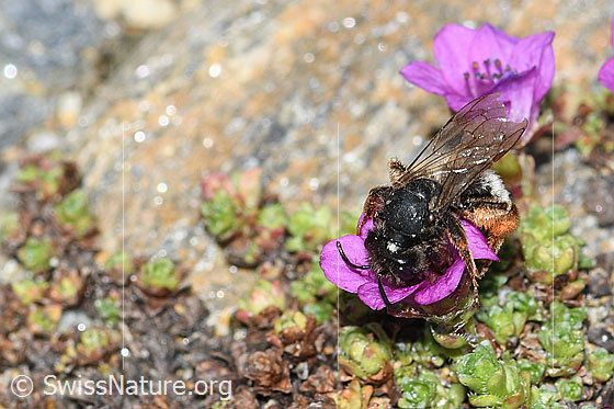 Foto: Alpenrosen-Lockensandbiene (Andrena rogenhoferi) auf Gegenblättrigem Steinbrech (Saxifraga oppositifolia). Länge 12 - 14mm. Ansicht von schräg oben.
