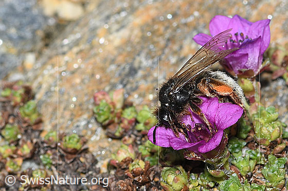 Foto: Alpenrosen-Lockensandbiene (Andrena rogenhoferi) auf Gegenblättrigem Steinbrech (Saxifraga oppositifolia). Länge 12 - 14mm. Ansicht von der Seite.