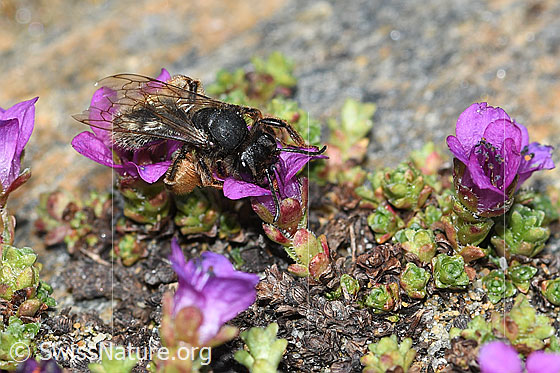 Foto: Alpenrosen-Lockensandbiene (Andrena rogenhoferi) auf Gegenblättrigem Steinbrech (Saxifraga oppositifolia). Länge 12 - 14mm. Ansicht von seitlich vorne oben.