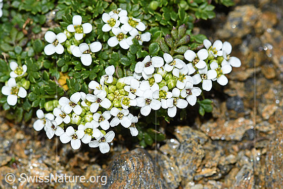 Foto: Kurzstängelige Gämskresse (Pritzelago alpina ssp. brevicaulis). Blüten.