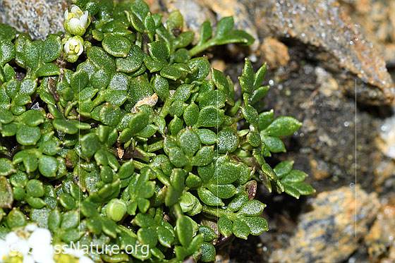 Foto: Kurzstängelige Gämskresse (Pritzelago alpina ssp. brevicaulis). Blätter.