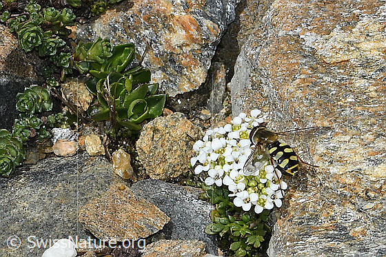 Foto: Gemeine Feldschwebfliege (Eupeodes corollae) auf Kurzstängeliger Gämskresse (Pritzelago alpina ssp. brevicaulis). Länge 10mm. Weibchen. Ansicht von hinten oben.