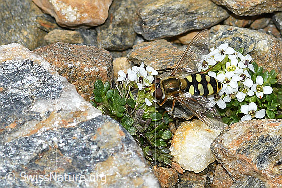 Foto: Gemeine Feldschwebfliege (Eupeodes corollae) auf Kurzstängeliger Gämskresse (Pritzelago alpina ssp. brevicaulis). Länge 10mm. Weibchen. Ansicht von schräg oben.