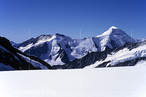 Foto: Dreieckhorn und Aletschhorn mit Haslerrippe. Aufnahme ab Dia.