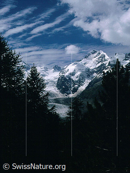 Foto: Piz Bernina mit Biancograt von NNE (oberhalb Morteratsch).
Aufnahme ab Dia.