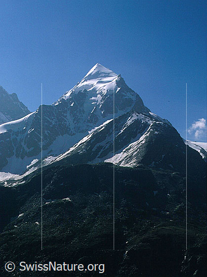 Foto: Piz Roseg von NW.
Aufnahme ab Dia.