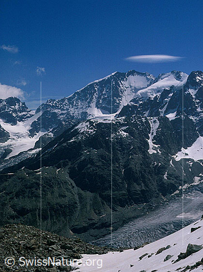 Foto: Biancograt, Piz Bernina und Piz Scerscen von WNW.
Davor: Sellagletscher.
Aufnahme ab Dia.