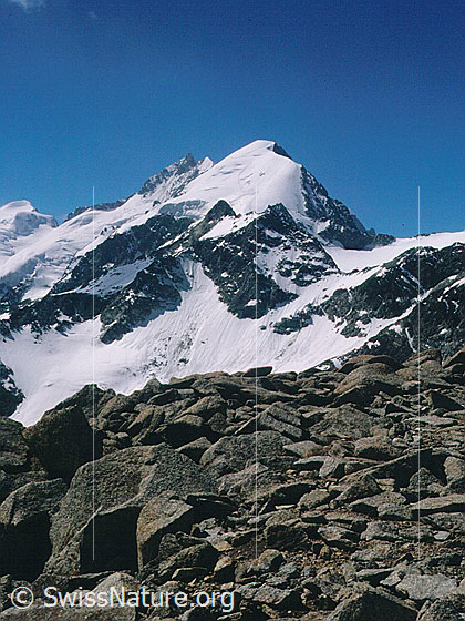 Foto: Piz Bernina und Piz Morteratsch von N (Gipfel Piz Mandra)
Davor der Piz Boval.