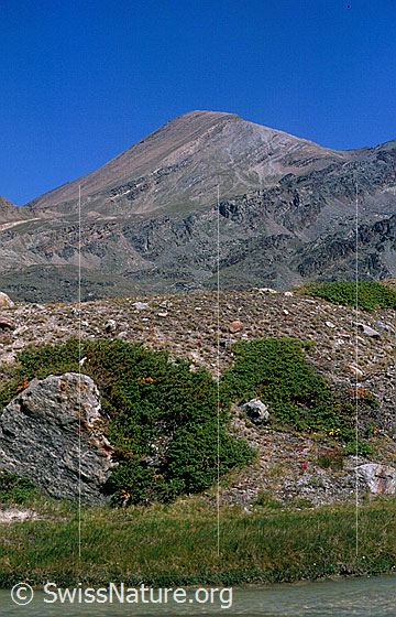 Foto: Oberrothorn von S.
Aufnahme ab Dia.